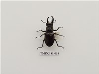 藏品(毛栗深山鍬形蟲)的圖片